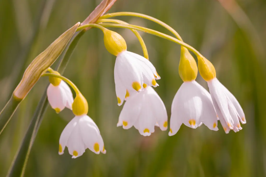 Sommer-Glöckchen (Leucojum aestivum) [3]